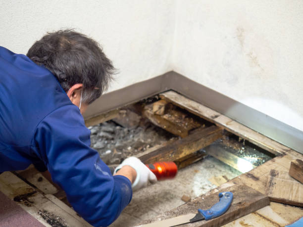 Ellerslie, GA Mold Removal Company