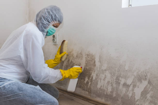 Best Commercial Mold Removal  in Ellerslie, GA