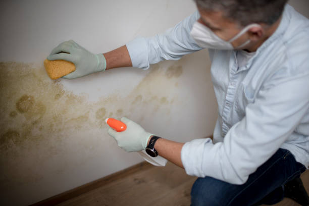 Best Mold Damage Repair  in Ellerslie, GA