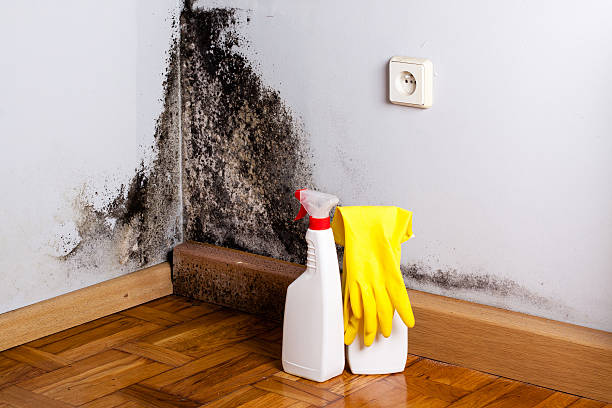 Best Certified Mold Removal  in Ellerslie, GA