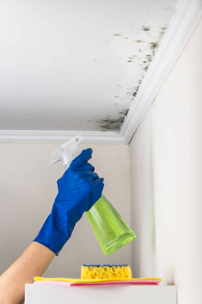 Best Same-Day Mold Removal  in Ellerslie, GA